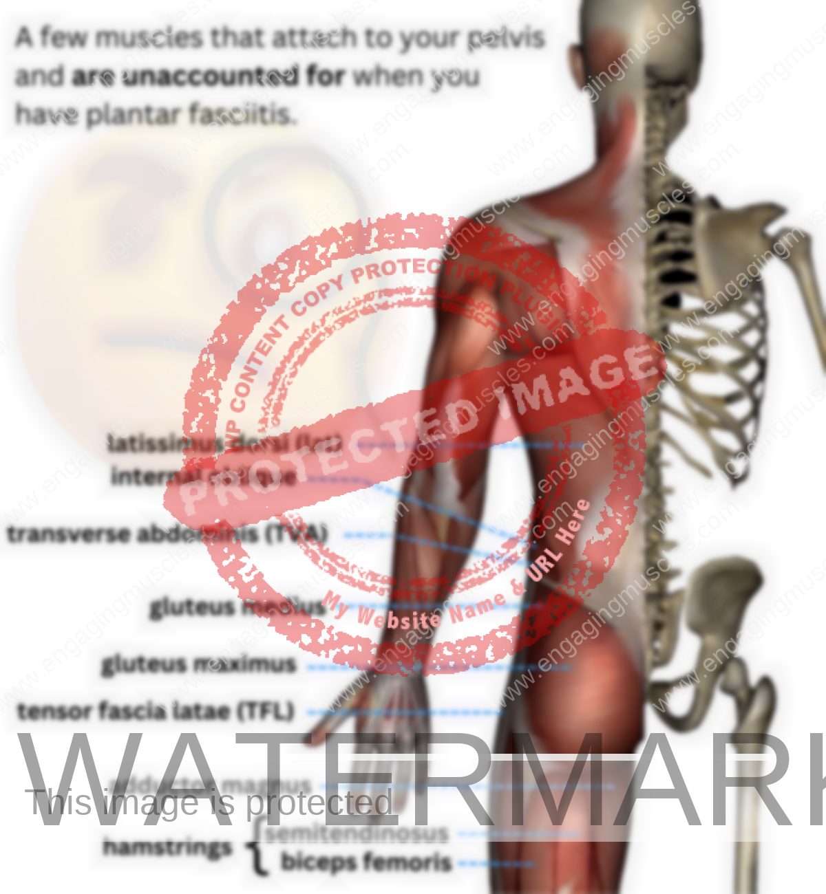 <img src="https://engagingmuscles.com/wp-content/uploads/2016/05/plantar-fasciitis-pelvis-muscles.png" alt="A graphic with posterior view of muscles on one side of human body. Bones are on the other half. The posterior and lateral muscles that attach to the pelvis and contribute to having plantar fasciitis are labeled." width="1200px" length="1300px"/>