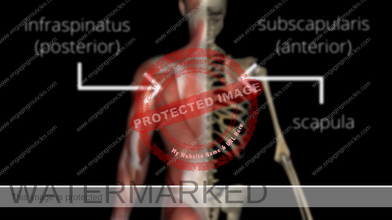 https://engagingmuscles.com/wp-content/uploads/2020/08/arrows-pointing-to-rotator-cuff-muscles-and-shoulder-blade-1280x720.png