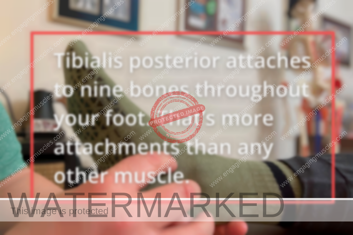 <img src="https://engagingmuscles.com/wp-content/uploads/2024/05/finger-presses-into-tibialis-posterior-muscle.png" alt="A close-up of the sole of a right foot with a green sock. Rick Merriam's left hand holds the heel of the foot. To massage the tendon of the tibialis posterior muscle, Merriam's finger presses into the navicular bone in the arch of the foot." width="1200px" length="800px" />